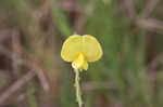 Hairy cowpea